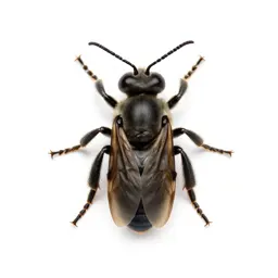 Pollinator