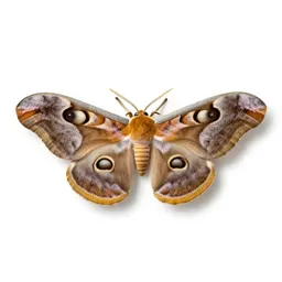 Polyphemus moth