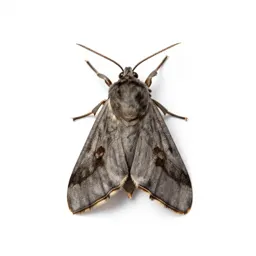 Potato moth