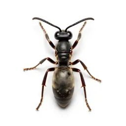 Potter wasp