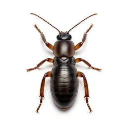 Powder-post termite