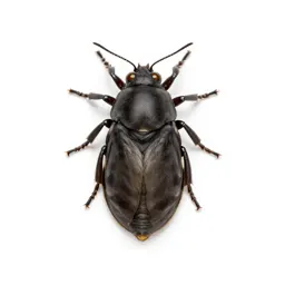 Pupa