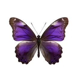 Purple emperor