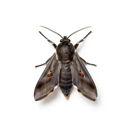 Pyralid