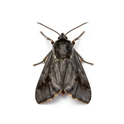 Raisin moth