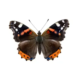 Red admiral