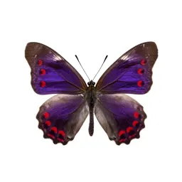 Red-spotted purple