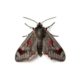 Red underwing