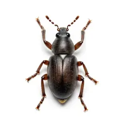 Rice weevil