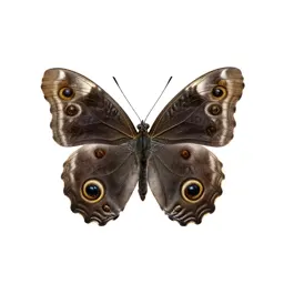 Ringlet