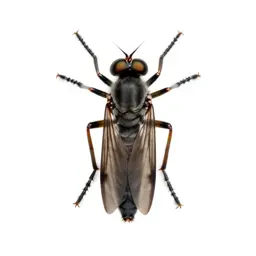 Robber fly