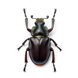 Rove beetle