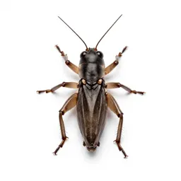 Sand cricket