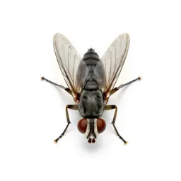 Sand fly