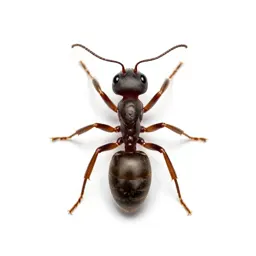 Sanguinary ant