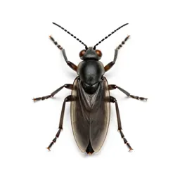 Sawfly