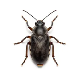 Scale insect