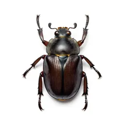 Scarab