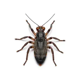 Scorpion fly