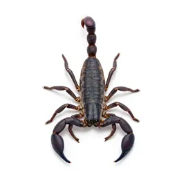 Scorpion