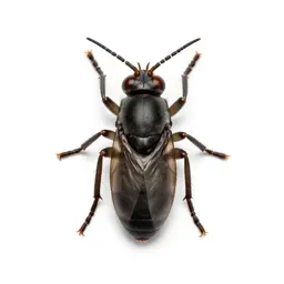 Sheep botfly