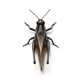 Short-horned grasshopper
