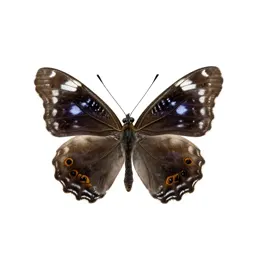 Silverspot