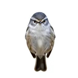 Small white