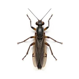 Snakefly