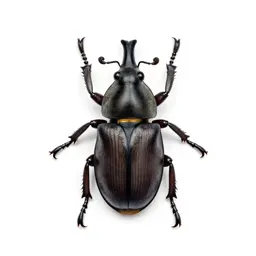 Snout beetle
