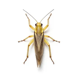 Snowy tree cricket