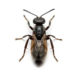 Social insect