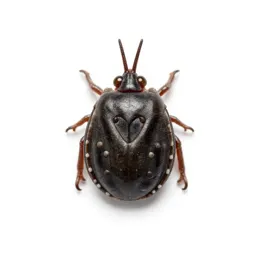 Soft tick