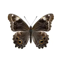 Southern cabbage butterfly
