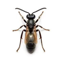 Sphecoid wasp