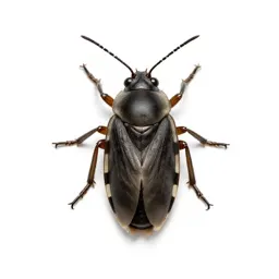 Spittle insect