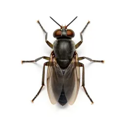 Spongefly