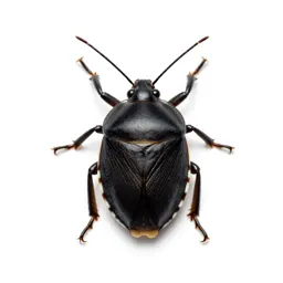 Squash bug