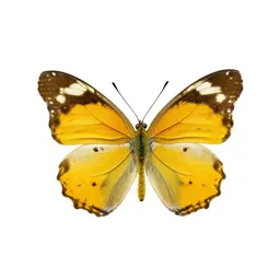 Sulphur butterfly