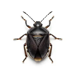 Tarnished plant bug