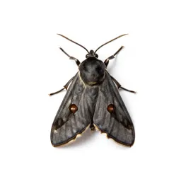 Tea tortrix
