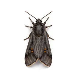 Tent-caterpillar moth