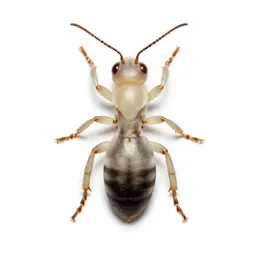 Termite