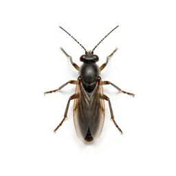 Thrips