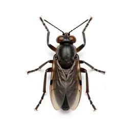 Thysanopter