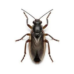 Thysanuran insect