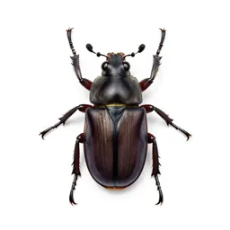 Tiger beetle