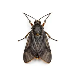 Tineid