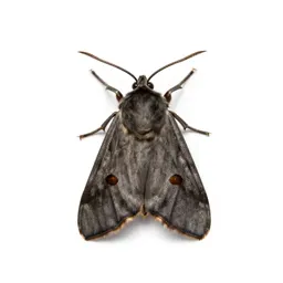 Tineoid