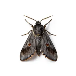 Tobacco moth